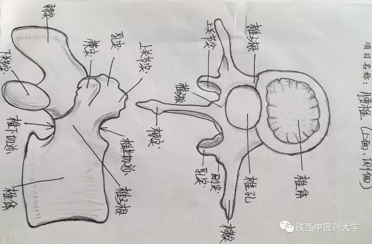 枢椎上面观手绘图图片