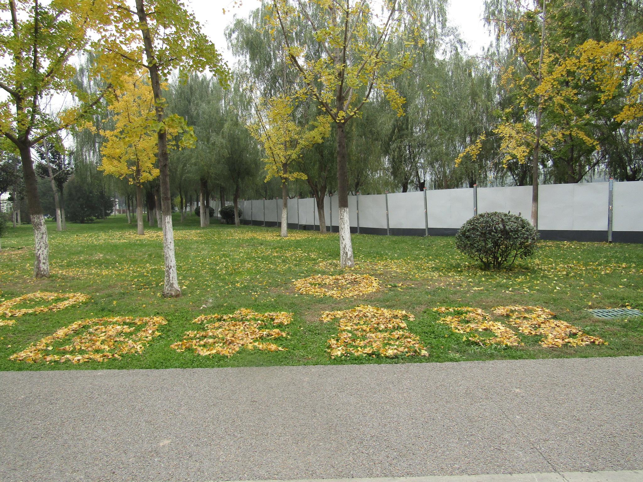 遗址公园表示,公园里银杏树比较多,最近落叶了,树叶颜色也都不一样