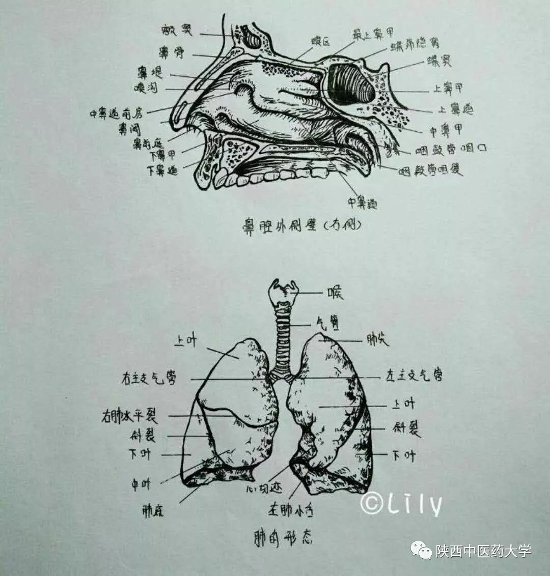 醫學人體解剖手繪科學與藝術的交織