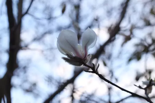 子,玉蝴蝶,西瓜瓤,大红舞,青猊为上,莲花碧台,锦边为上,菊以诸色鹤翎