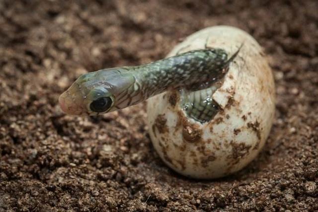 胎生蛇与卵生蛇有什么区别