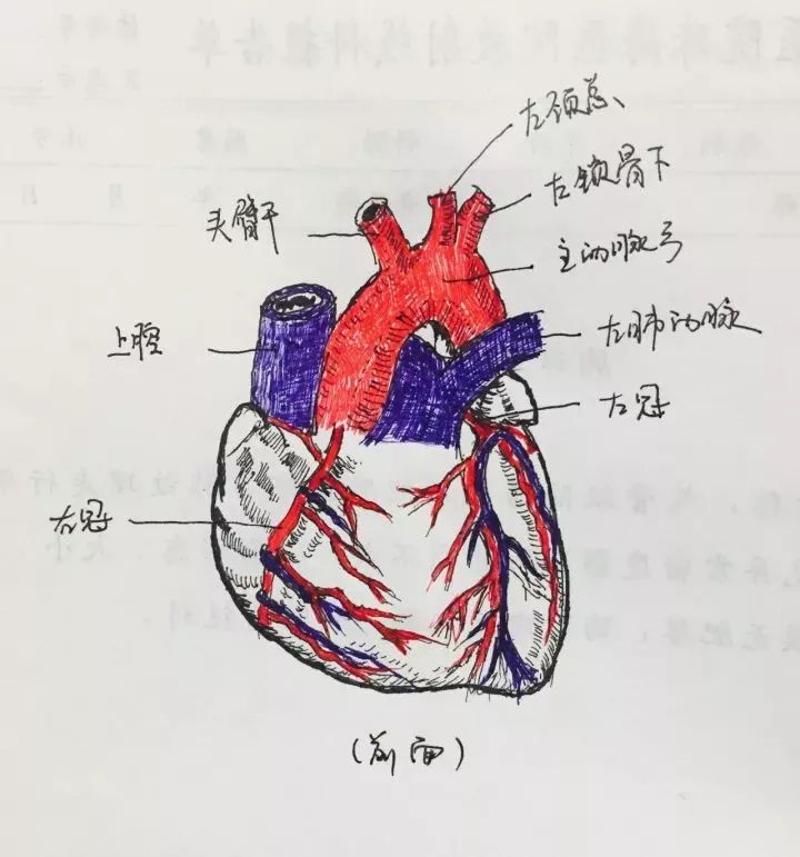 13,心臟前面觀12,肩關節11,肋骨10,骶椎,尾骨9,胸椎8,腰椎7,頸椎6,足5