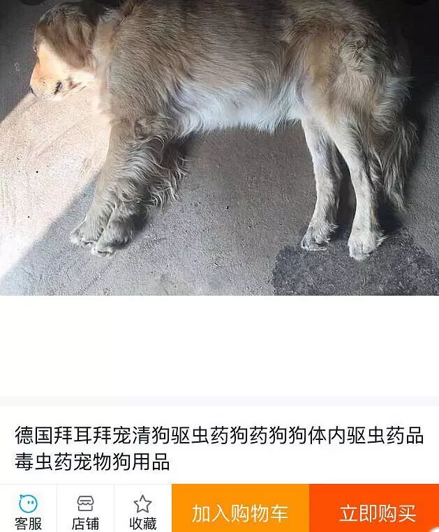 香肠毒狗技巧图片