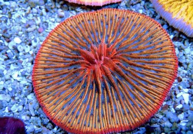 珊瑚属腔肠动物门珊瑚虫纲,是腔肠动物门中最大的一个纲,种类极期多