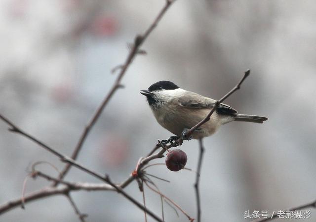 这种小鸟是不是叫"红子"