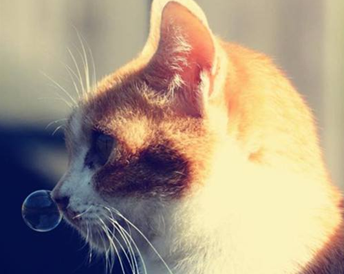 猫咪流鼻水其他正常 暹罗猫流鼻水三天精神好