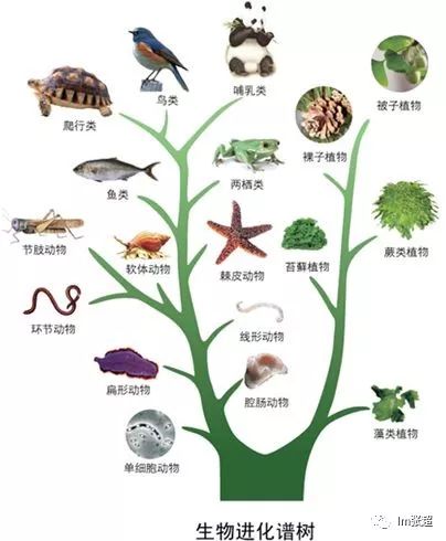 动物的分类树状图图片