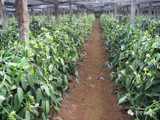 海南香草兰种植基地图片