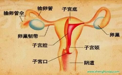 女性性腺轴按摩手法图片