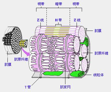 横纹肌明带暗带简图图片