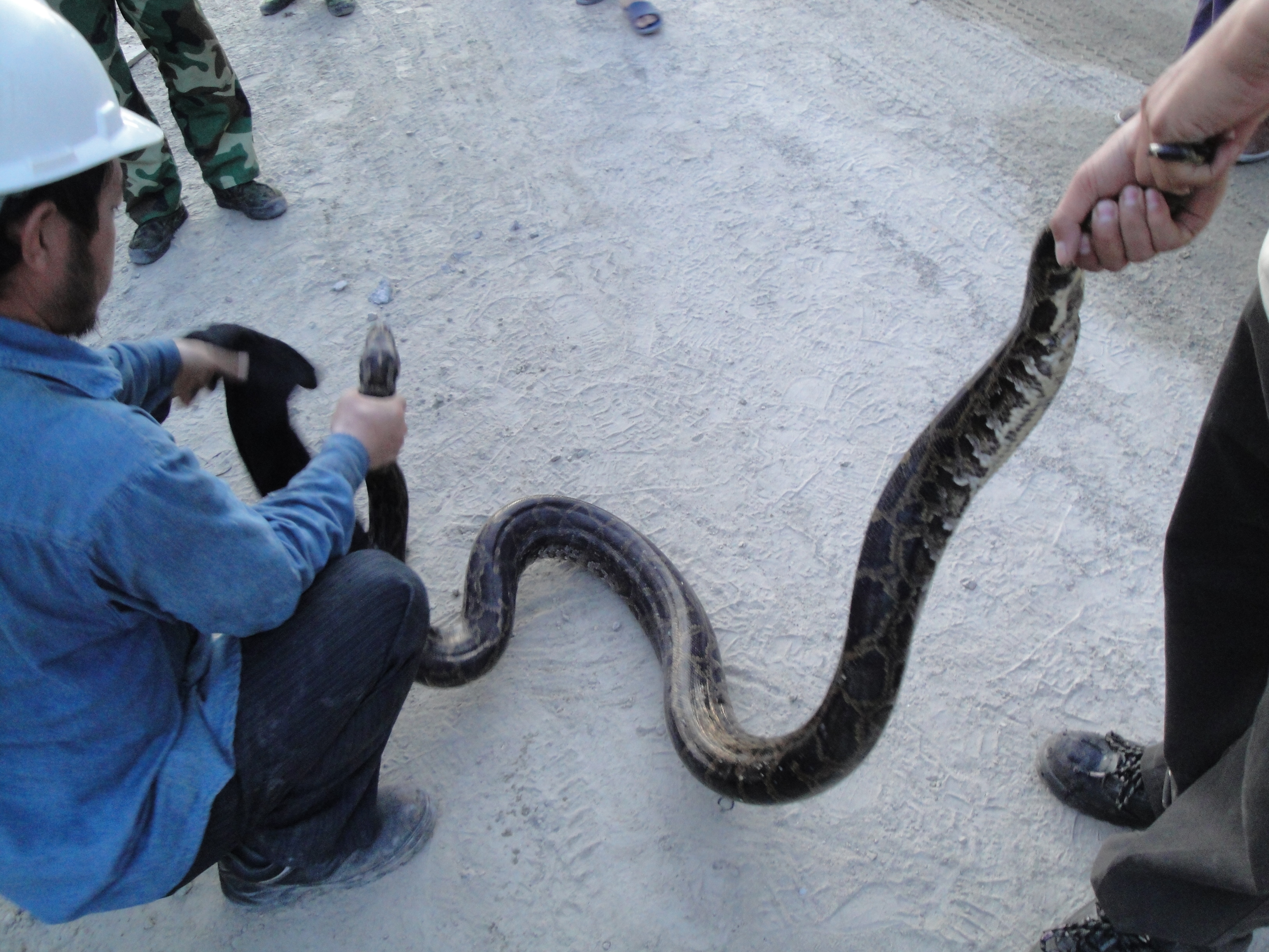 挖出16米大蟒蛇图片