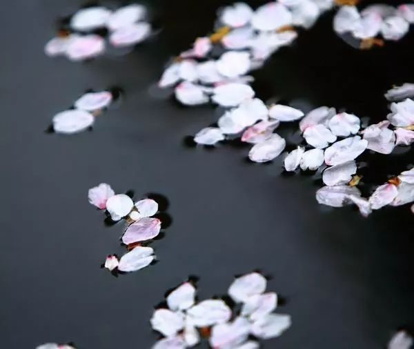 夜讀|擷幾瓣落花,枕一個浪漫的夢