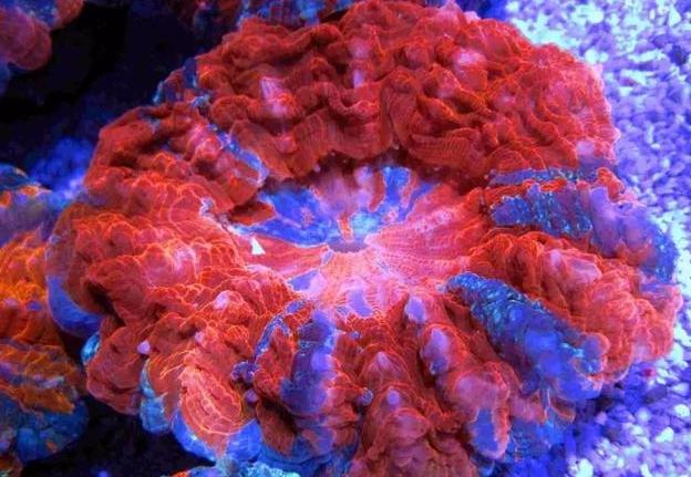 很多时候我们看到美丽而神奇的海底世界,最大的功劳都来自于珊瑚