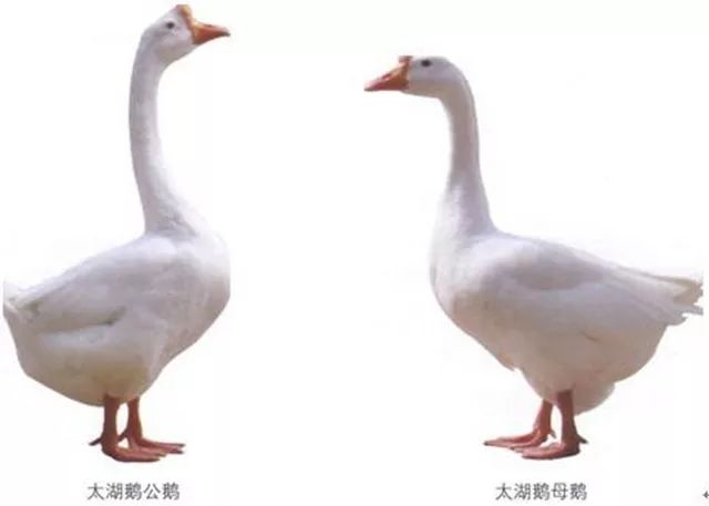 公鹅和母鹅头部的区别图片