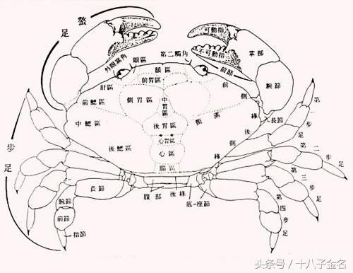 蟹的呼吸器官图片