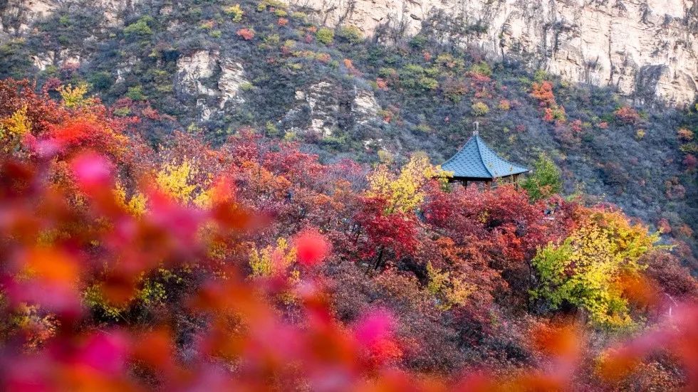 轉眼間第六屆坡峰嶺紅葉節已經圓滿落下帷幕,今年坡峰嶺的紅葉,比往年