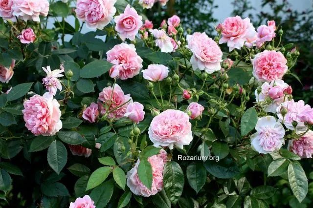 一段奢華傳奇的開端 | 伊芙系列的鼻祖:伊芙伯爵月季