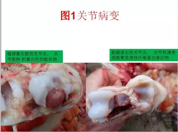 猪链球菌解剖图图片