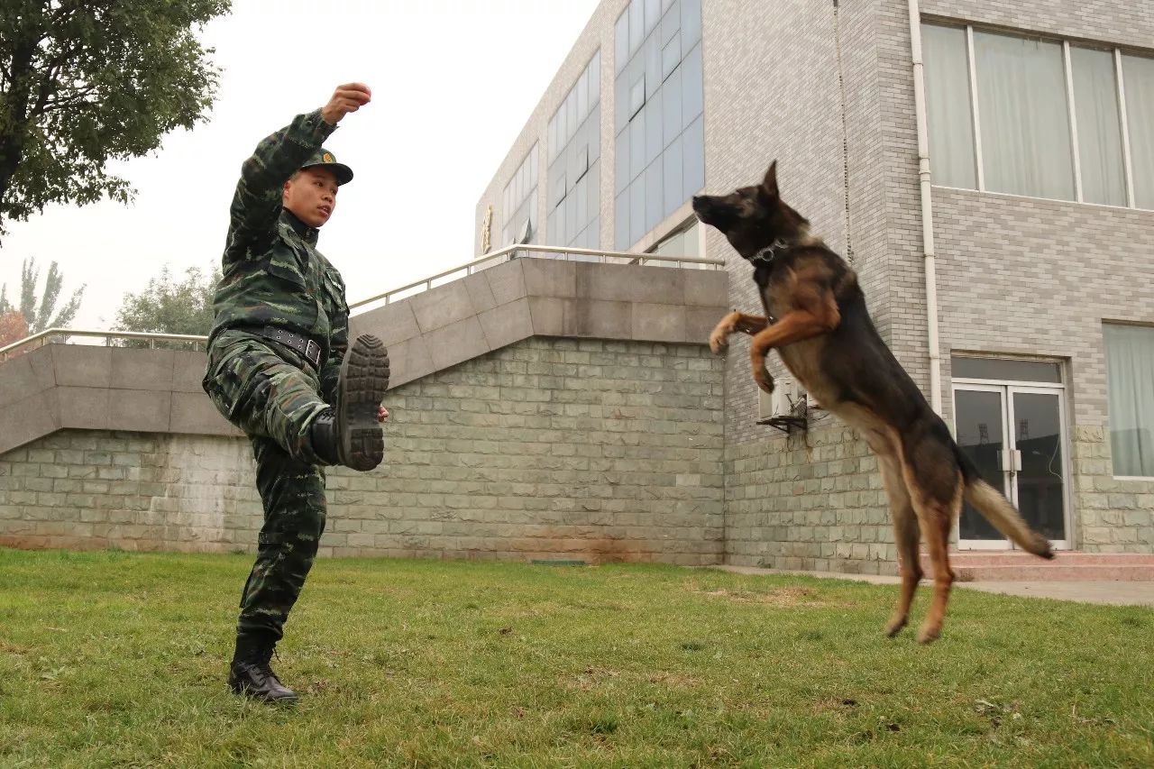 軍營真人秀丨這次明星們要來部隊當警犬訓導員啦