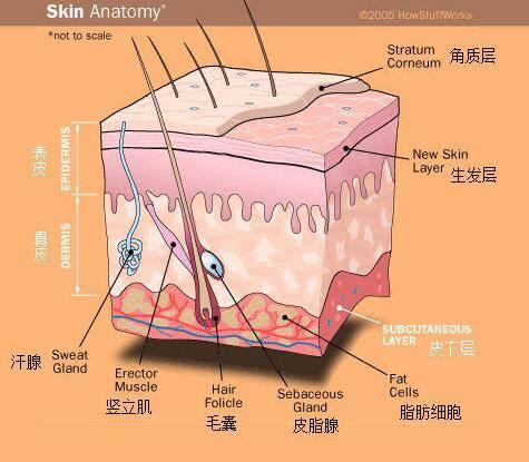皮膚由外向內主要分為三層:表皮,真皮,皮下組織.