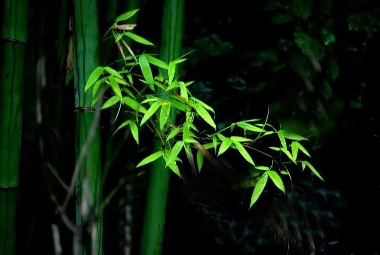 竹林聽雨寧靜淡泊悠遠