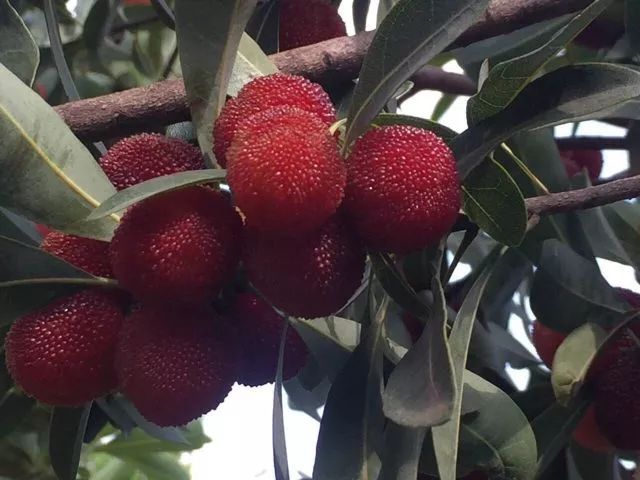 產業扶貧 | 楊梅紅了——雲南東川壩塘村林果產業之路