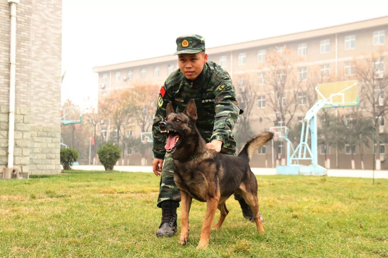 部队训犬员图片