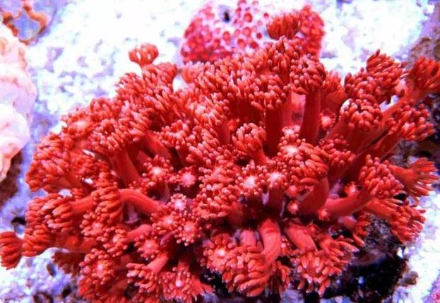 阿卡红珊瑚最美错最美的珊瑚是它