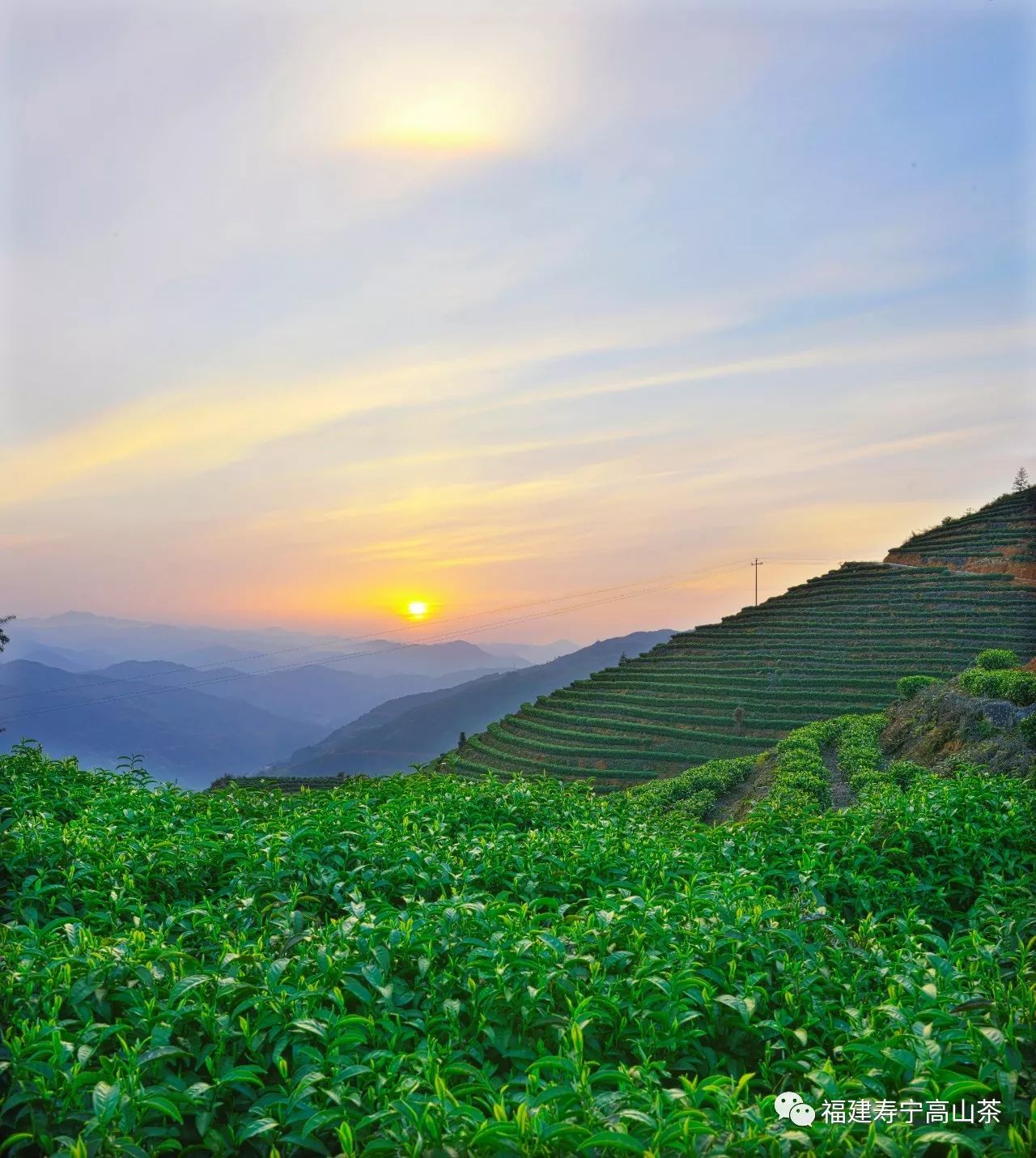 寿宁高山茶简介