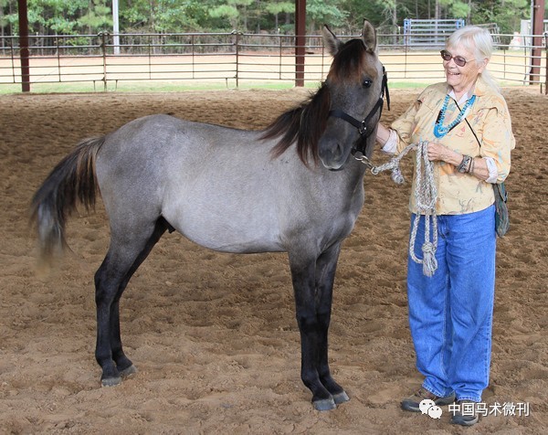 馬種百科之馬種分類溫血馬94美國印第安馬