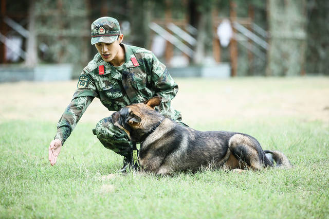 奇兵神犬里面的犬种图片