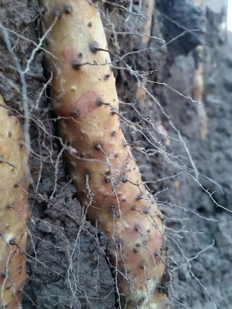 採挖輕鬆但是溫縣土壤為壚土地這種太行山山前獨有的土壤土質堅硬無比