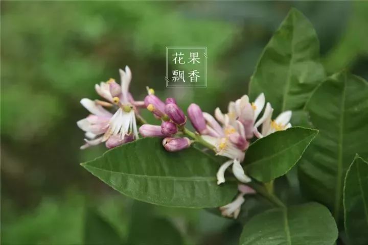 尤力克柠檬开紫色的花杂柑南香(红美人的母亲)天草(红美人的父亲)不知