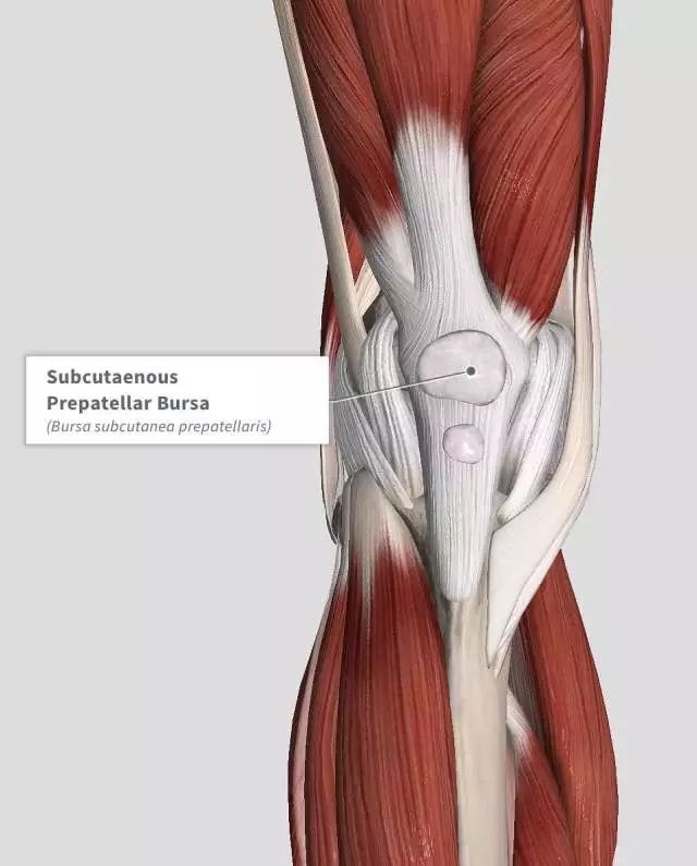 股后臀肌激活不足等,导致股四头肌过紧,使肌腱和髌骨上缘接触的位置