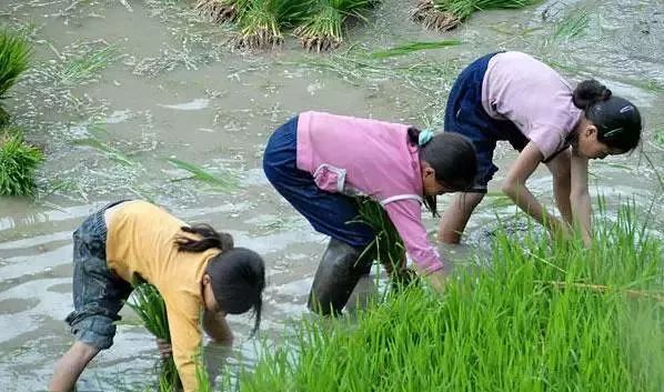 乐趣无穷 农忙时候割稻子也是小小能手 从田坎这头割到那头 打猪草