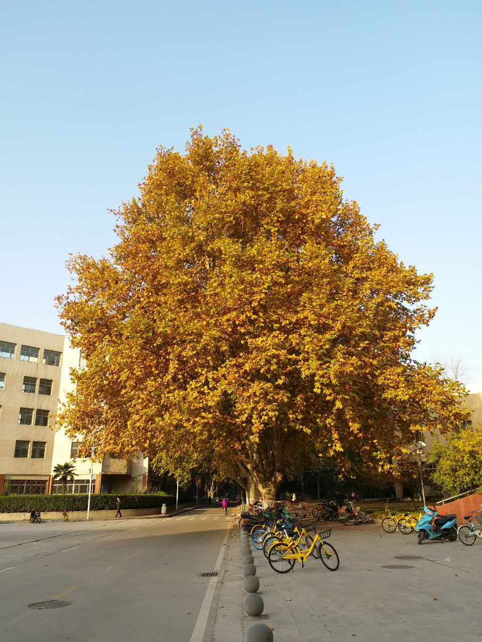 河南排名第一的大学校园秋日风景郑州大学