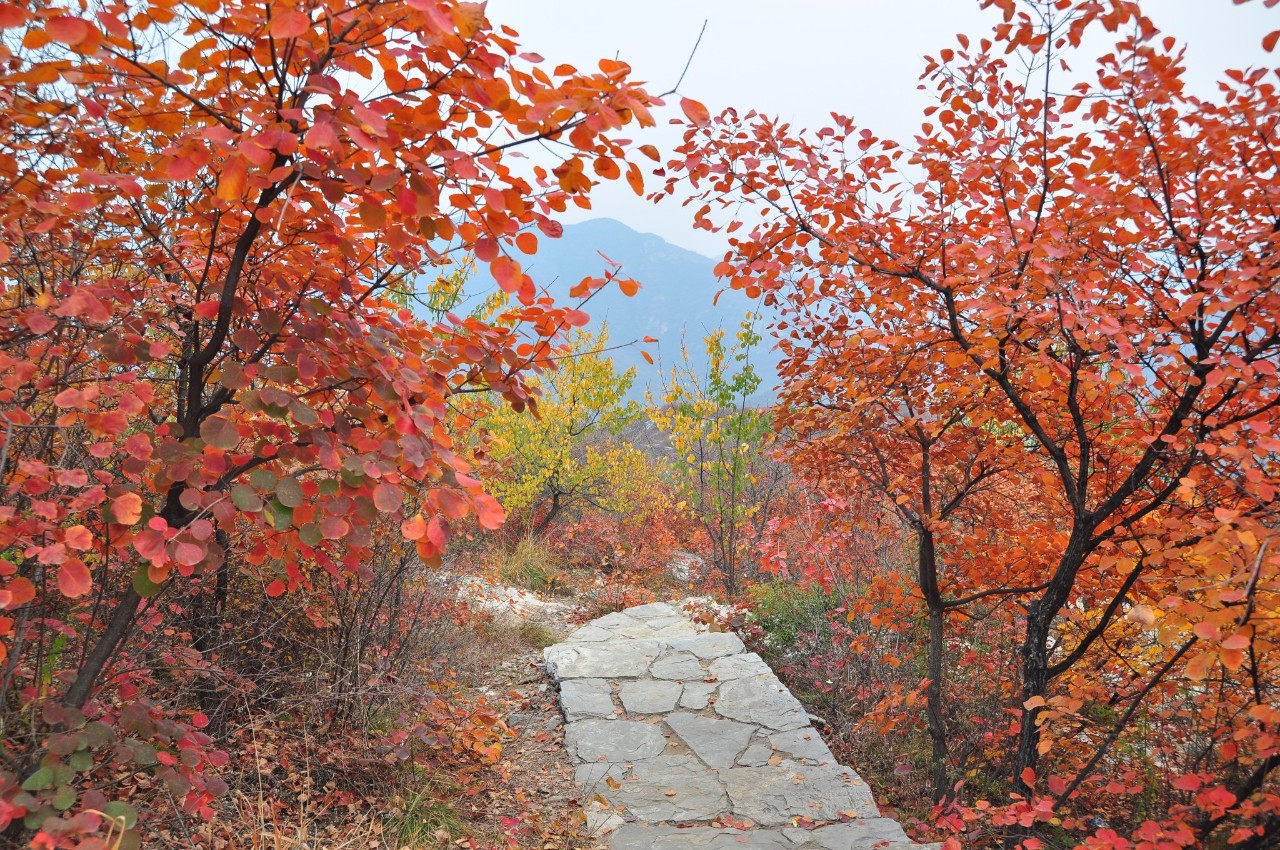 11月25日 房山【坡峰嶺】徒步召集活動