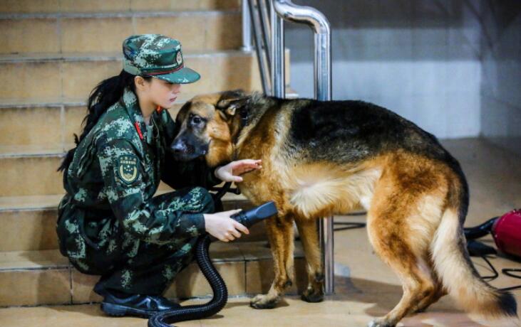 搜狐娱乐讯 在11月17日播出的《奇兵神犬》中,担任训犬员的张馨予突发