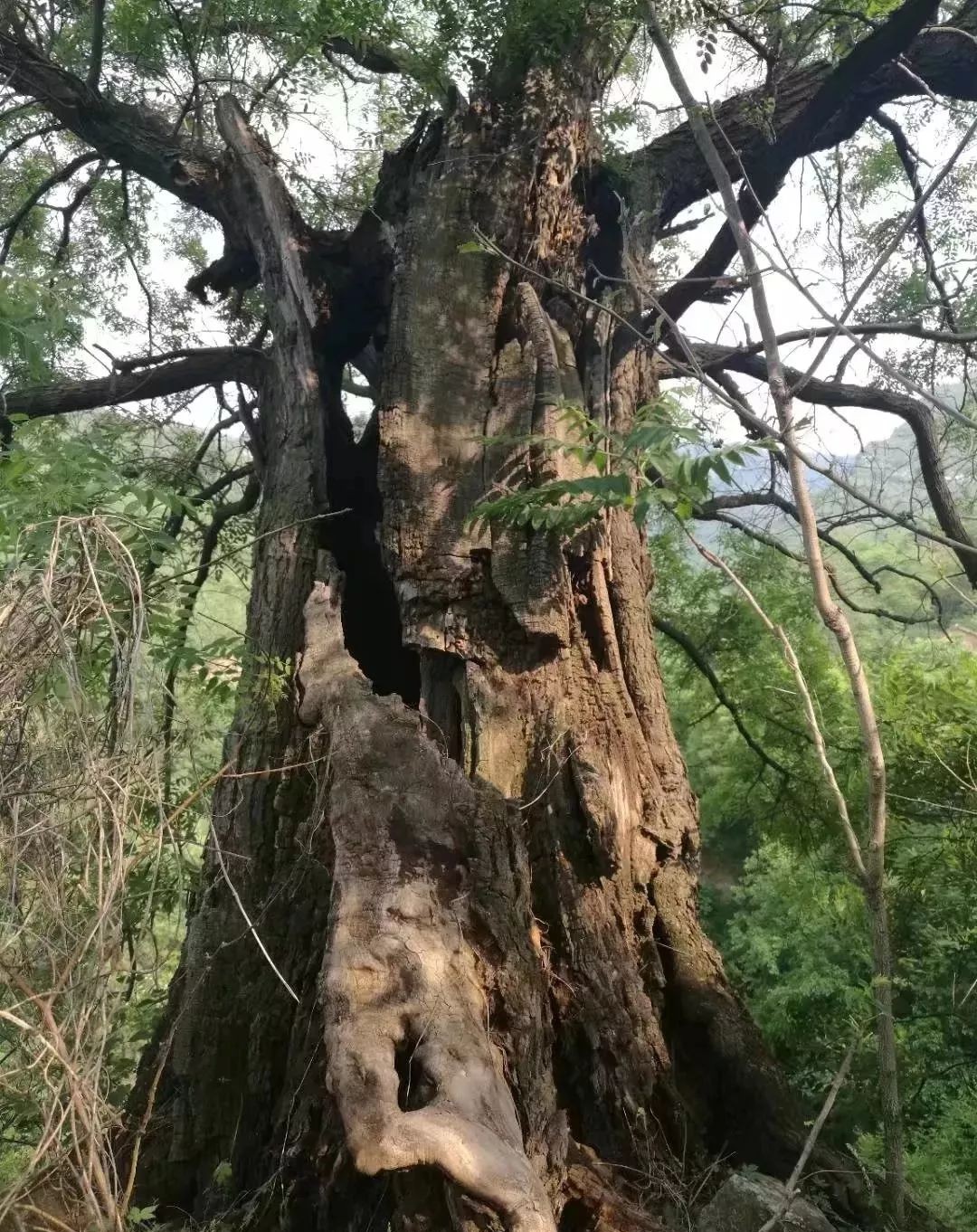 南掩村古槐城区小车渠村古槐城区黄华街银杏小区古银杏树阳城芹池镇的