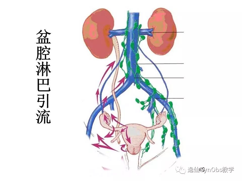 女性生殖系統解剖part iii-中山大學醫學院婦產科大課