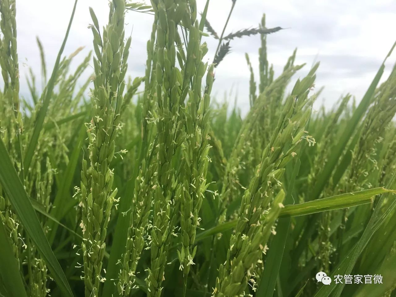 多地水稻启动托市收购 优质稻米倍受青睐