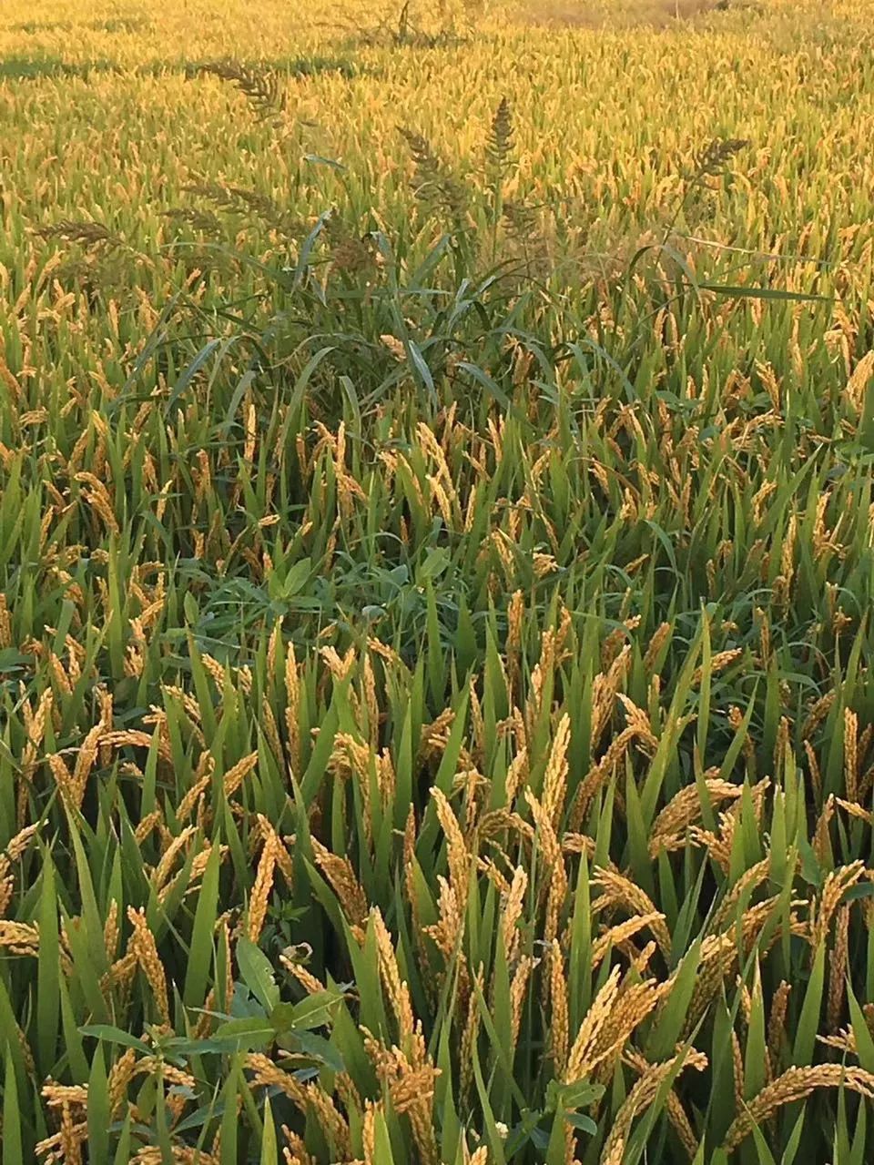 沉甸甸的稻穗伴隨著雜草一起生長,我想起餘秀華的那句詩.