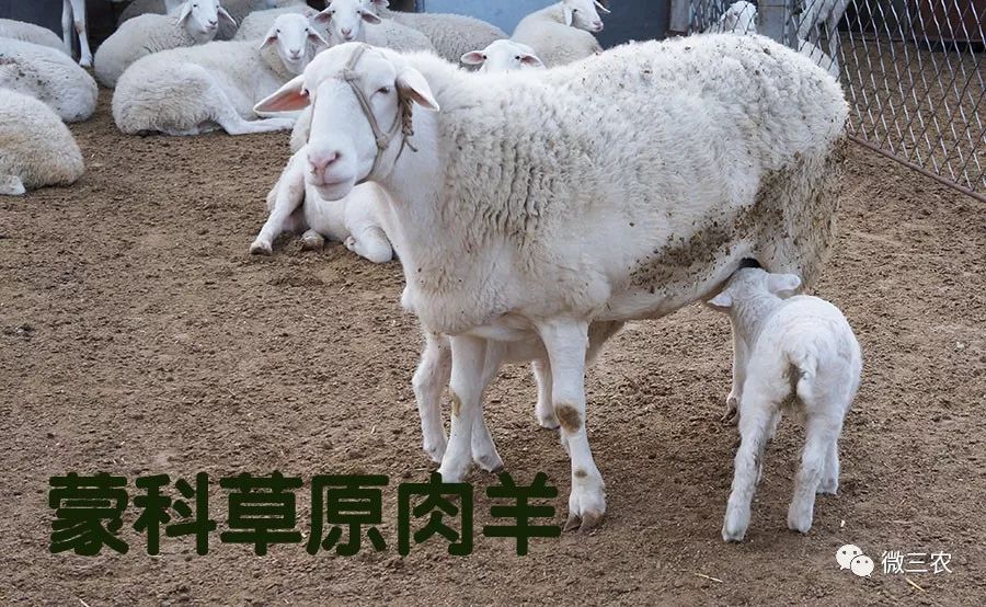 蒙科草原肉羊杂交图图片