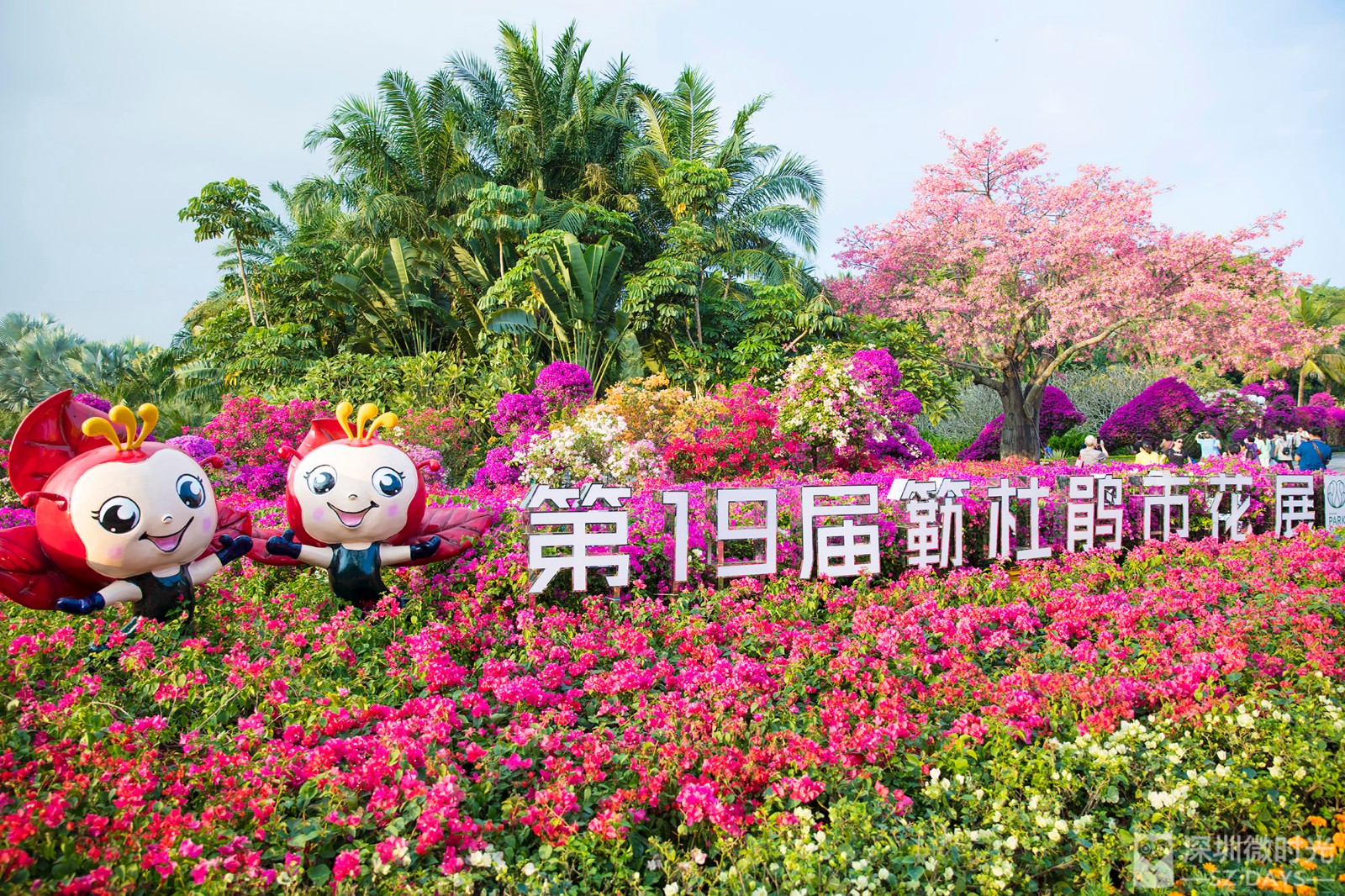 今天起,莲花山要成为深圳最美花海了!