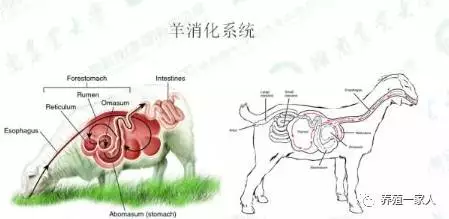 羊的四个胃的图片样子图片