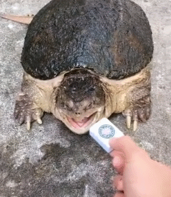 乌龟咬人动图图片