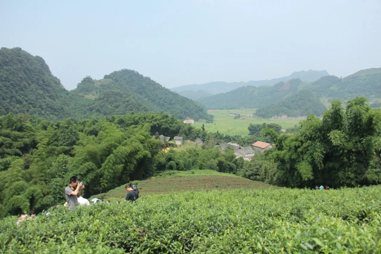 紅茶趣中國三大高香工夫紅茶之一川紅工夫