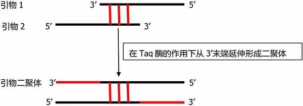 pcr實用技巧七大方法消除引物二聚體