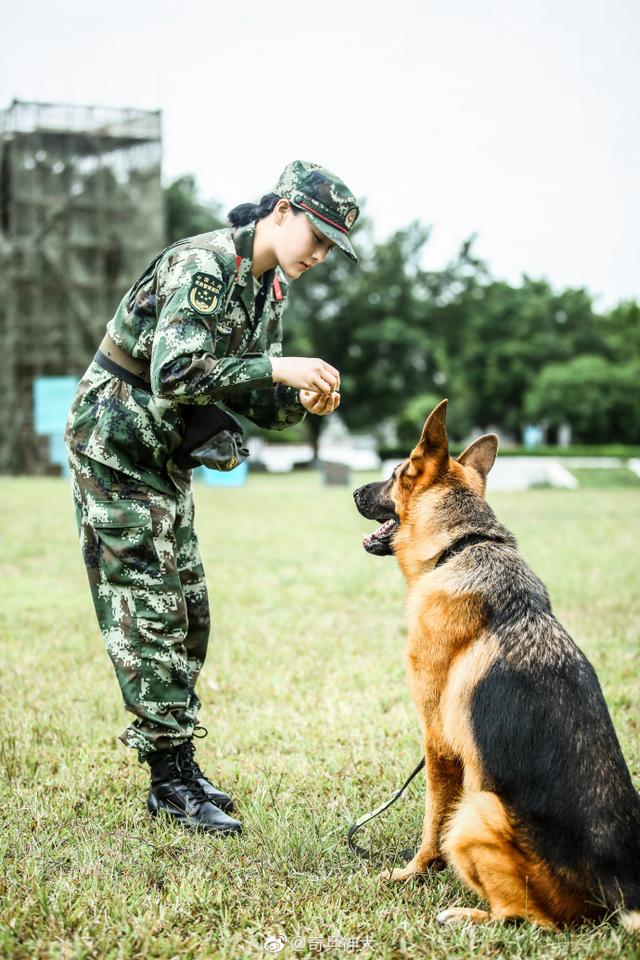 不怕被大型犬被拖咬性感女星张馨予化身奇兵训神犬帅呆呆的