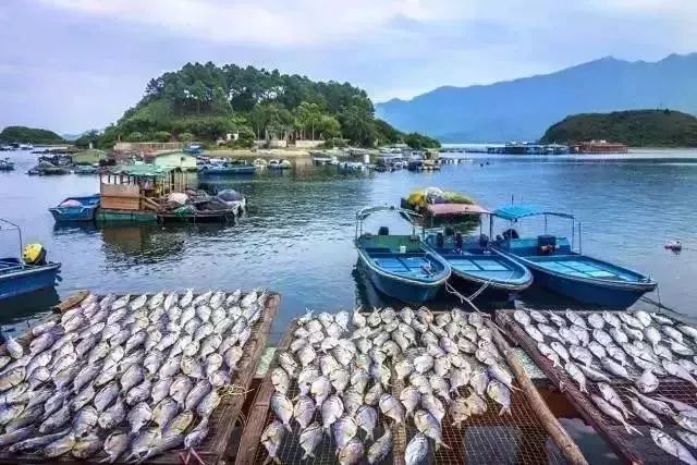 深圳附近藏着5个小渔村,景美海鲜多!最快2h可到